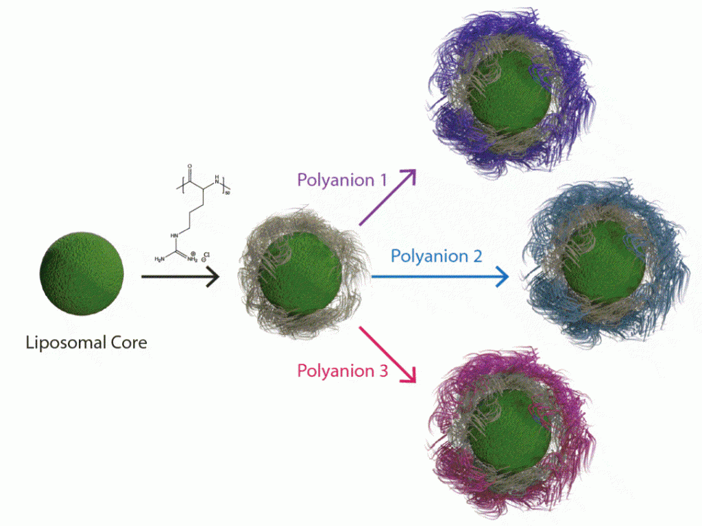 Schematic showing the electrostatic deposition of polycations and polyanions on nanoparticles. Liposomal cores can be coated with poly-L-arginine. Subsequently, different polyanions can be coated on the surface.