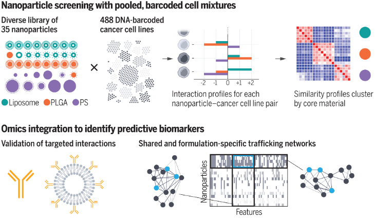 Schematic showing nanoparticle screening in pooled, barcoded cell mixtures. From this screen, predictive biomarkers may be identified through omics integration.