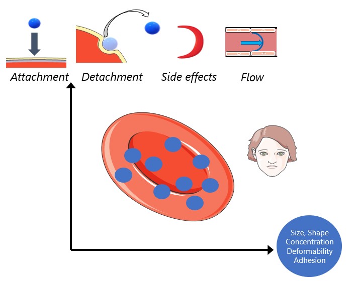 Cellular Biomechanics and Engineering