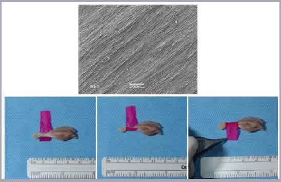 Figure 2: (Top) Aligned silk fibroin fiber mat. (Bottom row) Wrapping of rat tendon with electrospun mat soaked in crosslinking agent. 